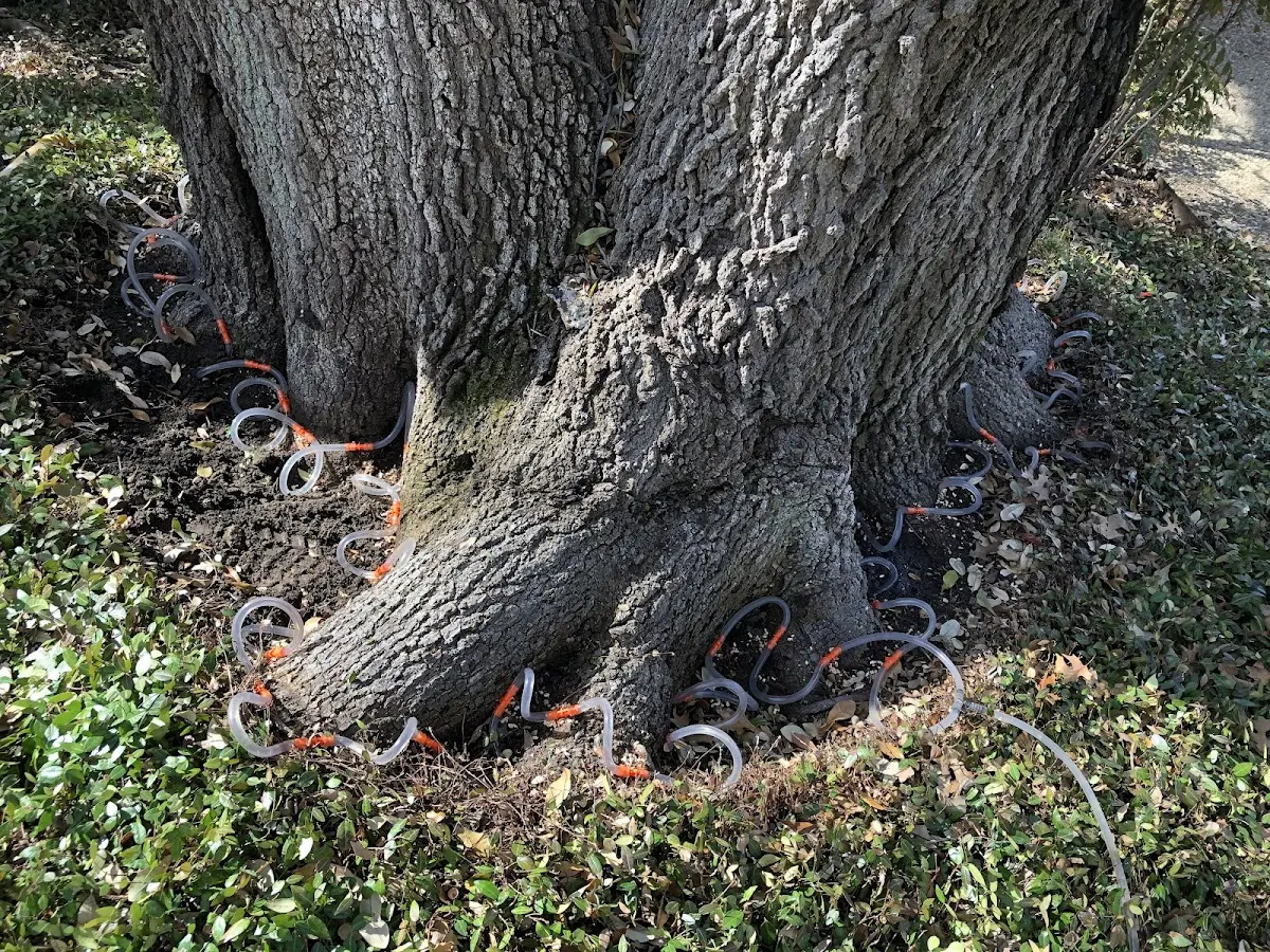 Detailed Tree Cabling and Bracing job site in Cashmere